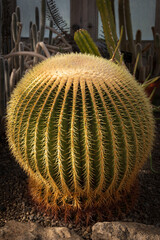 Barrel Cactus
