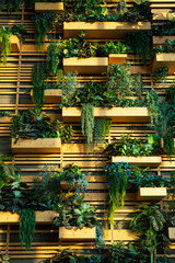 Edible vegetable and herbs hydroponic gardening