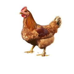 Fototapeta premium Brown Hen Farm Animal Poultry Chicken Breed Rural Agriculture Bird Feather Domesti