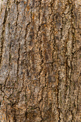 Wet moss-covered tree bark, textured and vibrant, perfect for nature-themed