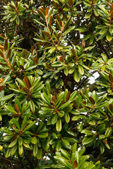 Fototapeta premium domestic outdoor wall decorated with sprouting green leafy plants.