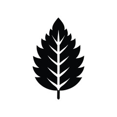 Tree leaves   isolated on white background. black silhouettes of leaves vector. Tropical exotic leaves 