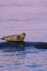 Curious seal basking on rocks near Gothenburg at sunset by the coast