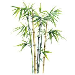 A watercolor drawing of a bamboo tree, isolated on a white background. Bamboo tree vector.
