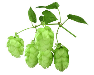 hop cones. Medical plant. Close-up of green ripe hop cones.on transparent, png. Hops cones. beer ingredient