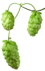 hop cones. Medical plant. Close-up of green ripe hop cones.on transparent, png. Hops cones. beer ingredient