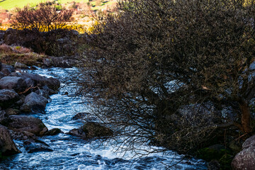 A small, swift stream rushes between grey rocks. A shrub with leafless branches partially obscures the water's flow. Green moss covers many rocks.