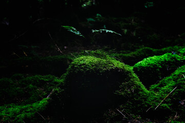 Young fern plant grows atop a clump of moss in a shadowy woodland. The scene is predominantly dark green.