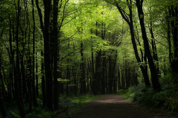 Obraz premium Lush green forest path surrounded by tall trees during daylight.
