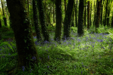 Lush greenery fills the forest floor, illuminated by soft sunlight. Vibrant bluebells bloom among ferns and moss-covered trees, creating a tranquil spring setting.