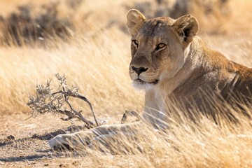 Lioness in Golden Savannah