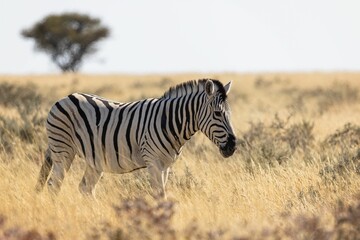 Zebra in African grasslands
