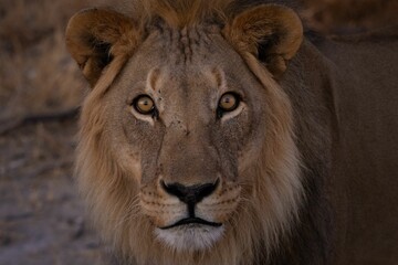 Majestic Lion in Natural Habitat