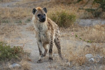 Spotted hyena in a savanna landscape.
