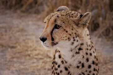 Close-up of a cheetah in its natural habitat.