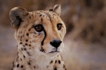 Cheetah Close-Up with Blurred Background