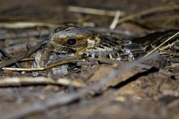 Camouflaged Nightjar on Forest Floor