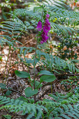 Obraz premium flowers in the garden