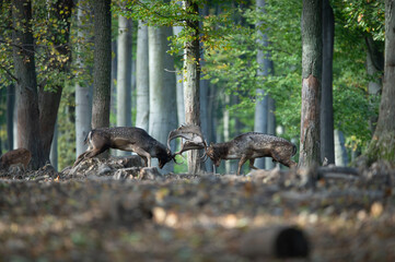 Dama dama and an important period of the year, the female rut.