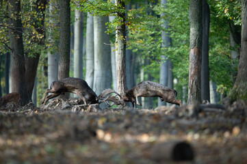 Dama dama and an important period of the year, the female rut.