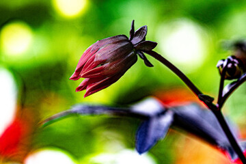red and yellow flower