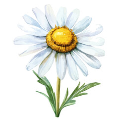 A watercolor vector of a chamomile flower, isolated on a white background. Chamomile flower vector.
