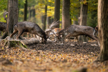 Obraz premium Dama dama and an important period of the year, the female rut.