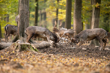 Dama dama and an important period of the year, the female rut.