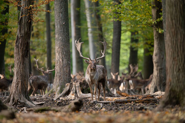 Dama dama and an important period of the year, the female rut.