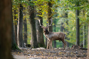 Dama dama and an important period of the year, the female rut.