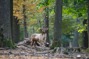 Dama dama and an important period of the year, the female rut.
