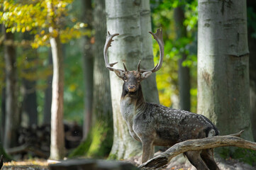 Dama dama and an important period of the year, the female rut.