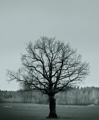 lone tree in a field during december in Latvia