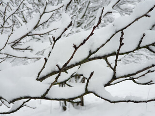 garden under white snow - frozen branches closeup