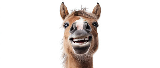 portrait of funny smiling horse head isolated on white