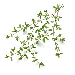 Fresh thyme sprig with small green leaves isolated on white background.