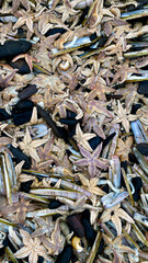 shore North Sea stone sand dead animal storm Scheveningen Netherlands The Hague