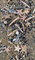 shore North Sea stone sand dead animal storm Scheveningen Netherlands The Hague