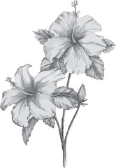 Best Flower illustration, drawing and eps art, Hibiscus,lily