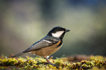 Fototapeta premium Bird (Coal tit) resting on the ground. Close-up detail photo
