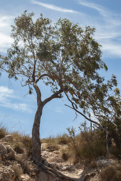 &Aacute;rbol movido por el viento