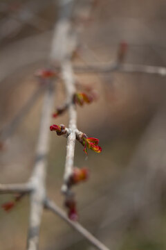Brotes de &aacute;rbol en primavera