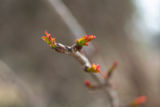 Brotes de &aacute;rbol