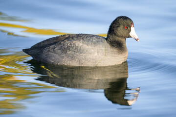 American Coot taking a swim