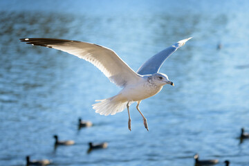Seagull in flight
