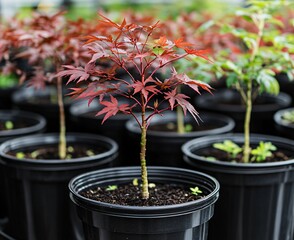 Vibrant Red Japanese Maple Saplings in Pots