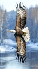 Wildlife Photography. Majestic bald eagle soaring wings spread wide wi