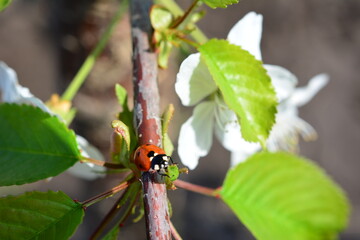 a ladybug is on a branch with green leaves and white flowers 