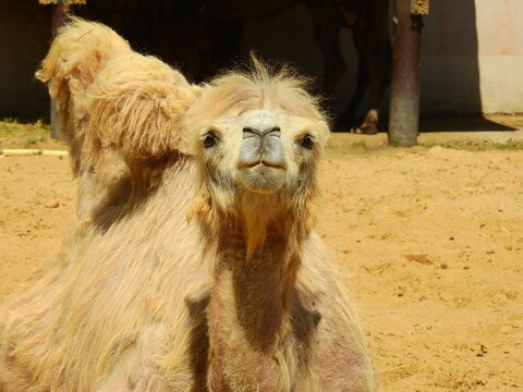 camel in zoo reclining