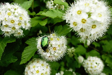 Green rose chafer beetle in June